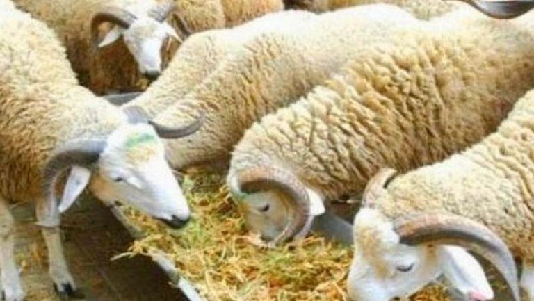 بيع الأضاحي بأسعار تتراوح بين 32 ألف و60 ألف دينار