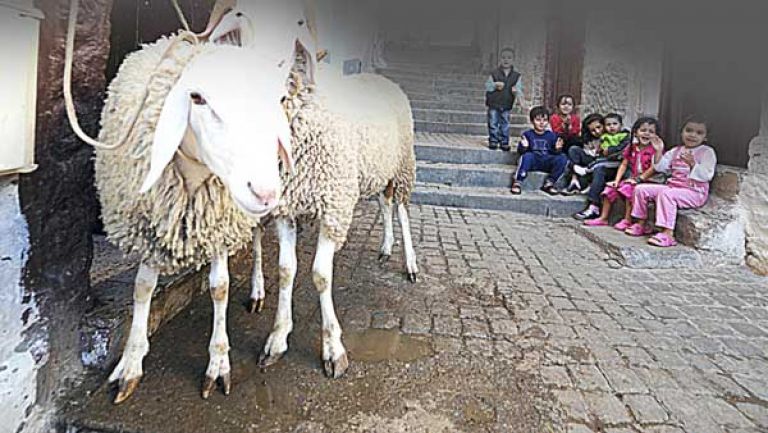 رفع درجة الوعي واجبٌ للاحتفاء بعيد الأضحى