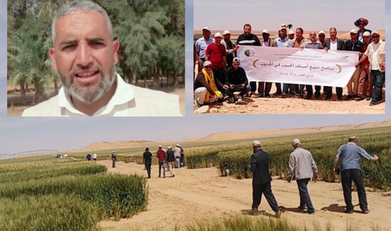 نتائج باهرة لزراعة الحبوب بالجنوب
