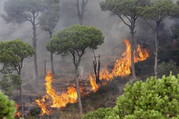 الحرائق تتلف 3032 شجرة بتيزي وزو