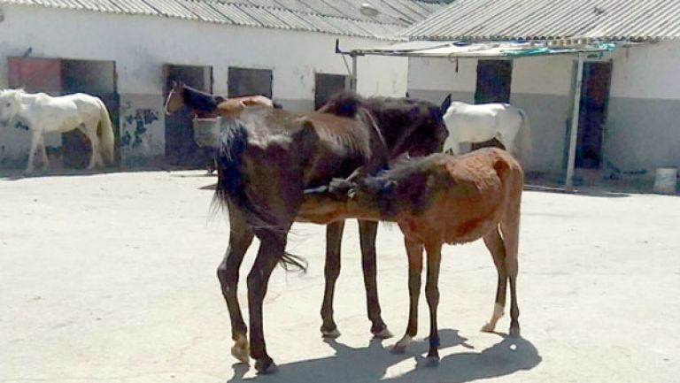 خيول في حالة هزال واتهامات متبادَلة