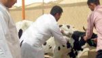 تلقيح 5600 رأس بقر