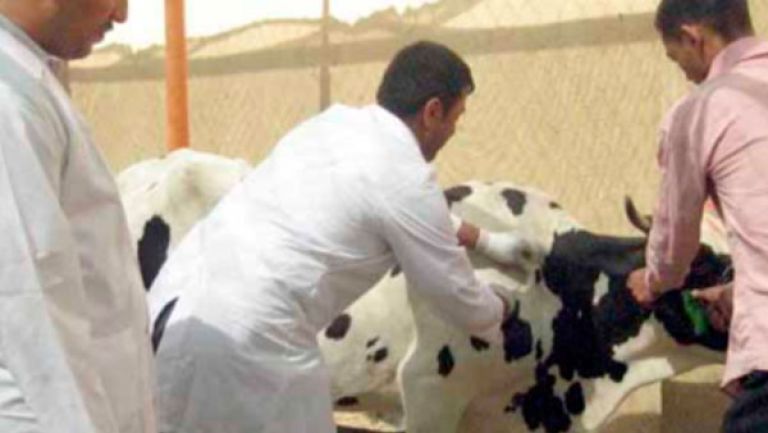 تلقيح 5600 رأس بقر