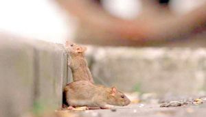 لماذا لا تستطيع المدن التخلص من الفئران؟