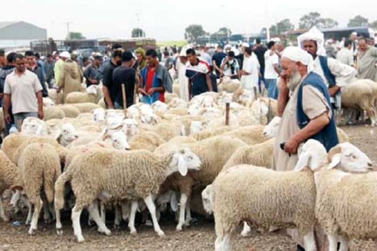 فتح سوق المواشي بالكرمة يوميا للمواطنين