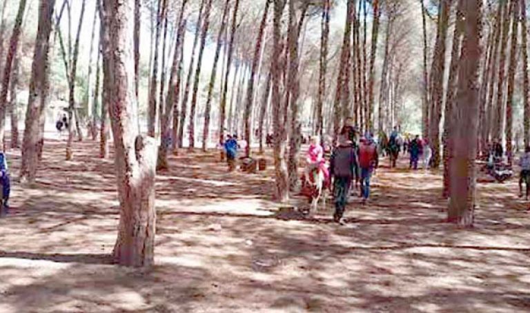 1000 زائر يوميا لغابة بوشاوي
