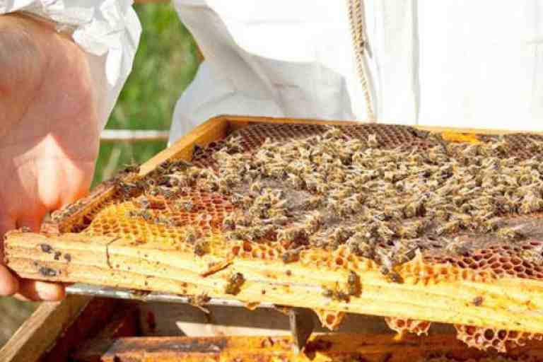 تكوين 30 شخصا بإحدى تعاونيات سيدي موسى