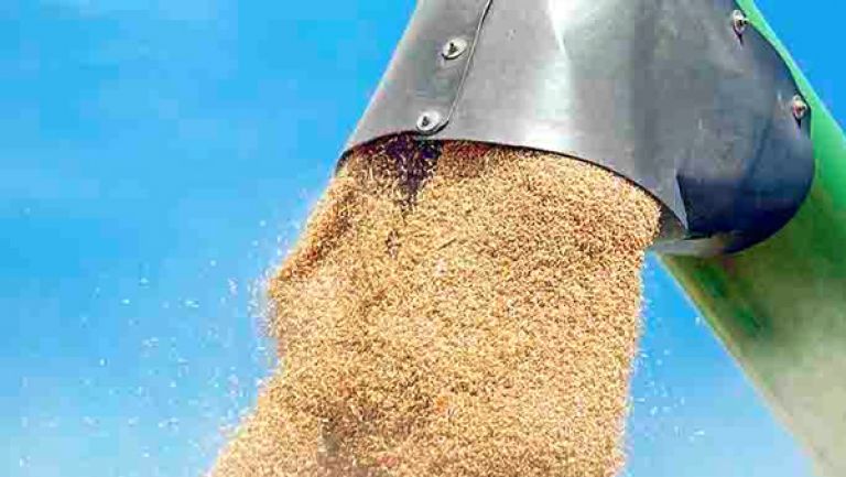 شحن 60 ألف طن من القمح للجزائر في سبتمبر القادم