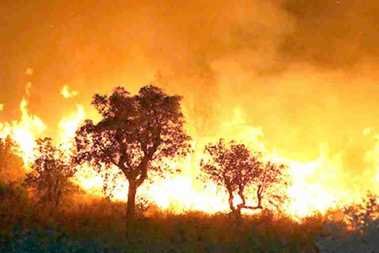 تعويض المتضررين من حرائق الغابات