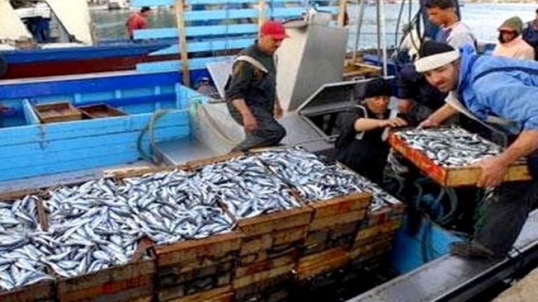 إنشاء تعاونيات صيدية يرفع تعداد الناشطين بالقطاع إلى 200 مهني