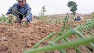 «فئران الجفاف” تكبد الصين خسائر فادحة