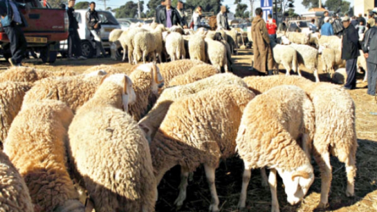 1225 نقطة لبيع المواشي عبر الوطن