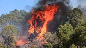محافظة الغابات بالبليدة تسجل 17 تدخلا سريعا لإطفاء الحرائق
