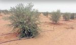 السقي بالتقطير باستخدام الطاقة الشمسية... رهان مستقبلي للفلاحة بالجنوب