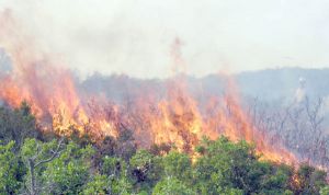 الحرائق تهدد التوازن البيئي والتنوع البيولوجي