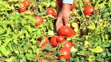 بداية مشجعة لموسم جني الطماطم الصناعية