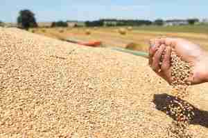 5000 قنطار من القمح اللين في مهب الريح