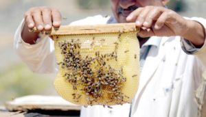 معرض عن كيفية تربية النحل وإنتاج العسل