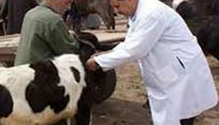 حملة تلقيح جديدة ضد الحمى القلاعية