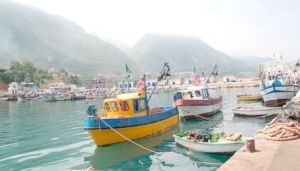 70 ٪ من الإنتاج السمكي الجزائري مصدره صغار الصيادين