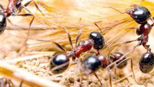 النمل مصدر مستقبلي للمضادات الحيوية