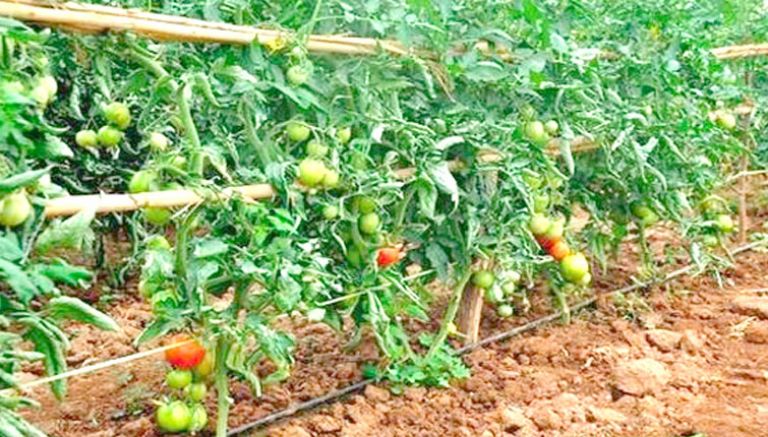 تحقيق 750 ألف قنطار من الخضر والفواكه