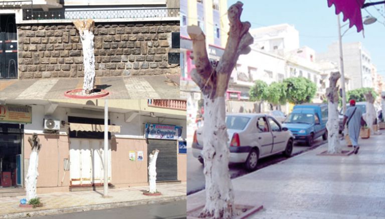 مجزرة في حق البيئة بشارع عبد المومن في بلدية وهران