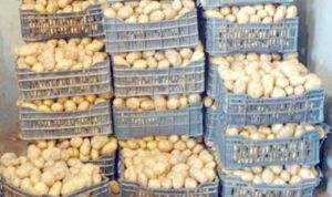 ارتفاع سعر البطاطا في أغلب أسواق غليزان