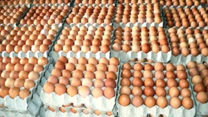 ارتفاع غير مسبوق في أسعار البيض