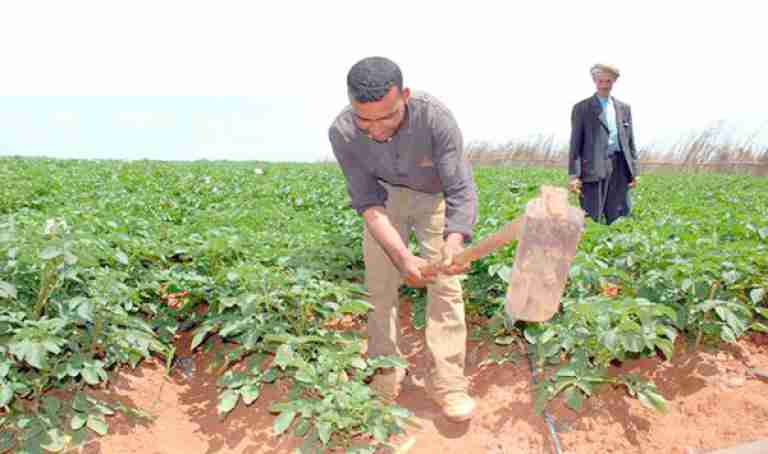 دعم الفلاحين وتوسيع مواطن الاستثمار الزراعي