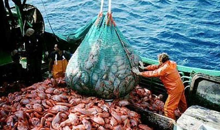 شهادات للصيد بأعالي البحار وجهاز ”سونار”