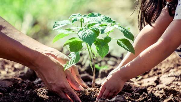 إطلاق حملة &quot;شجرة لكل مواطن&quot;