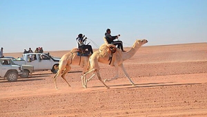 "اللز".. سباق للإبل يصنع مجد تندوف