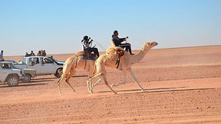 "اللز".. سباق للإبل يصنع مجد تندوف