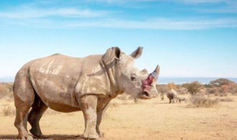 ‘’ تسميم” وحيد القرن.. لإنقاذه