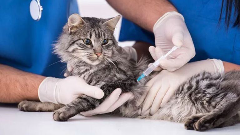 مختصون يلحّون على تطعيم الحيوانات الأليفة