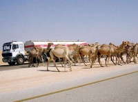 حوادث المرور المتكررة تهدد ثروة الإبل  