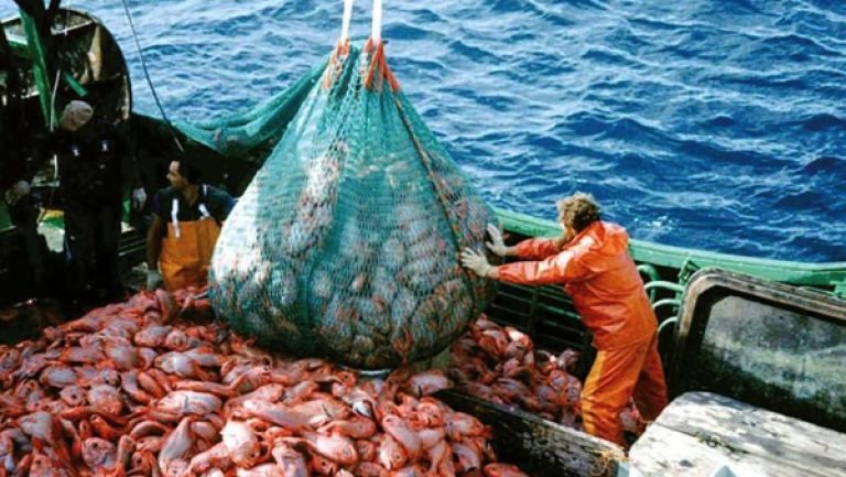 تصدير 195 طن من سمك الأخطبوط والجمبري
