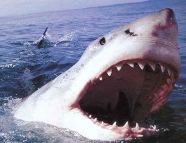 تراجع هجمات “القرش” في عام 2013