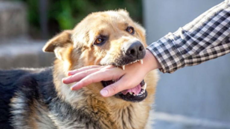 تسجيل 9 آلاف عضة كلب سنويا