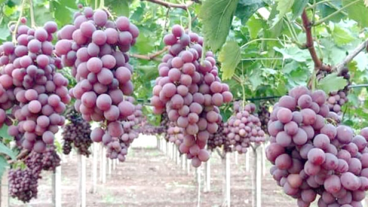 الجزائر الثانية عربيا في إنتاج العنب