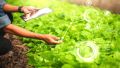 الابتكار والمقاولاتية رهان استراتيجي لتحقيق الأمن الغذائي