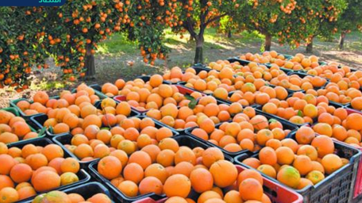 إنتاج 26 ألف قنطار من الحمضيات بسكيكدة