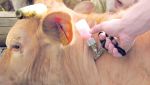 تلقيح أكثر من 6 ألاف رأس بقر