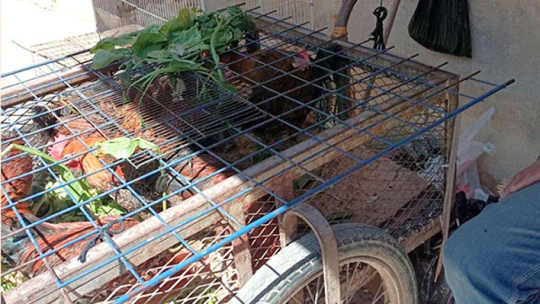 "جاج عرب" عند الحاج حميد بالعفرون