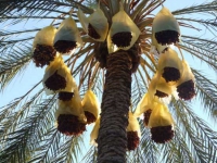 160 مشاركا في الصالون الدولي للتمور قريبا 