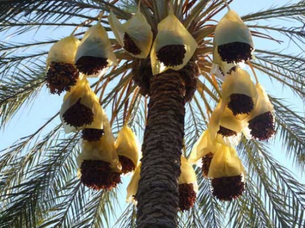 160 مشاركا في الصالون الدولي للتمور قريبا