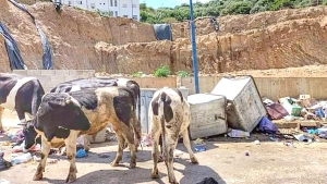 بدون تعليق