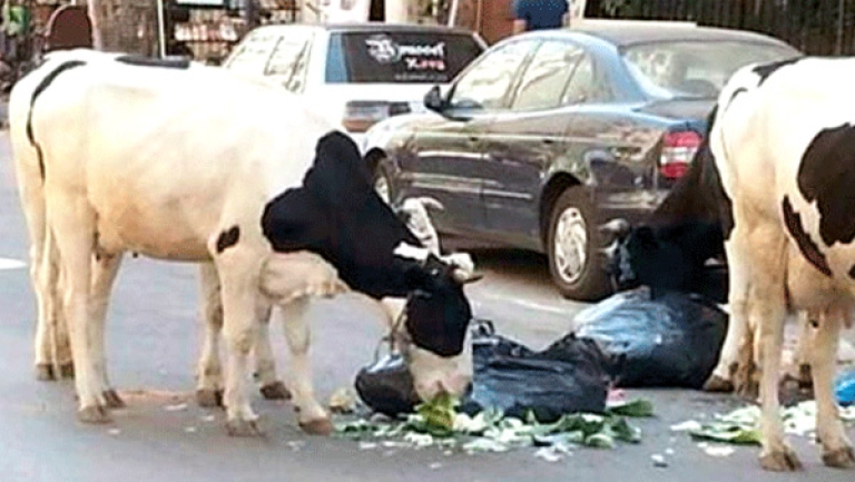 الأبقار تغزو الشوارع والكلاب تفرض حظر التجوال