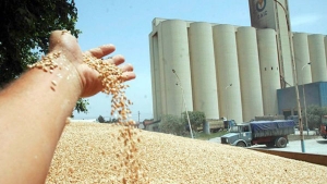 جمع مليون قنطار من الحبوب